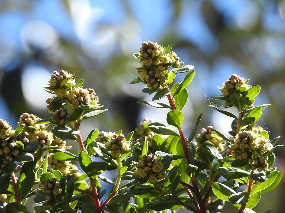 Image of Baccharis pseudovaccinioides L. Teodoro