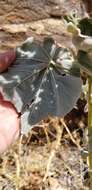 Image of yellowflower Indian mallow