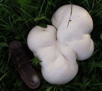 Image of Calvatia gigantea (Batsch) Lloyd 1904