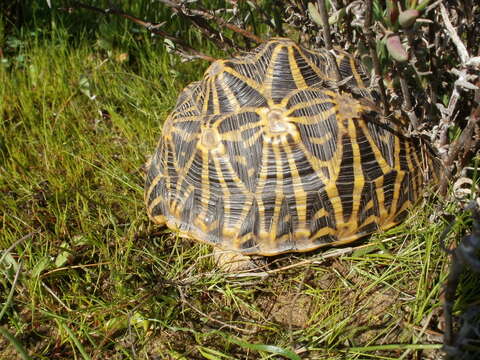 Image of Geometric Tortoise