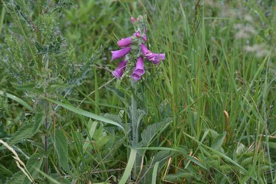 Imagem de Digitalis purpurea L.