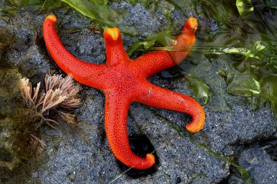 Image of Pacific blood star