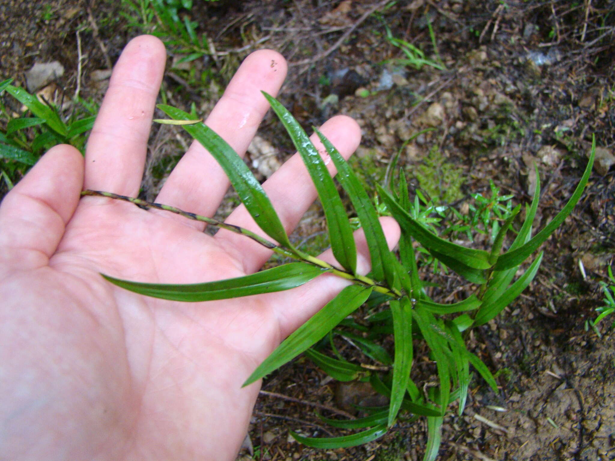 Plancia ëd Earina autumnalis (G. Forst.) Hook. fil.