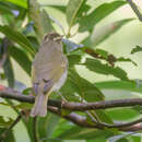 صورة Phylloscopus coronatus (Temminck & Schlegel 1845)