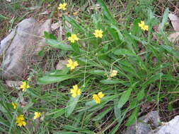 Imagem de Goodenia geniculata R. Br.