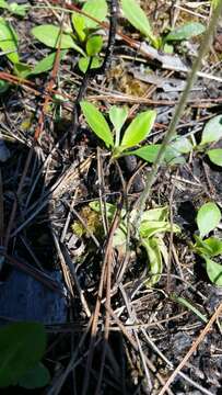 Image de Pinguicula caerulea Walt.