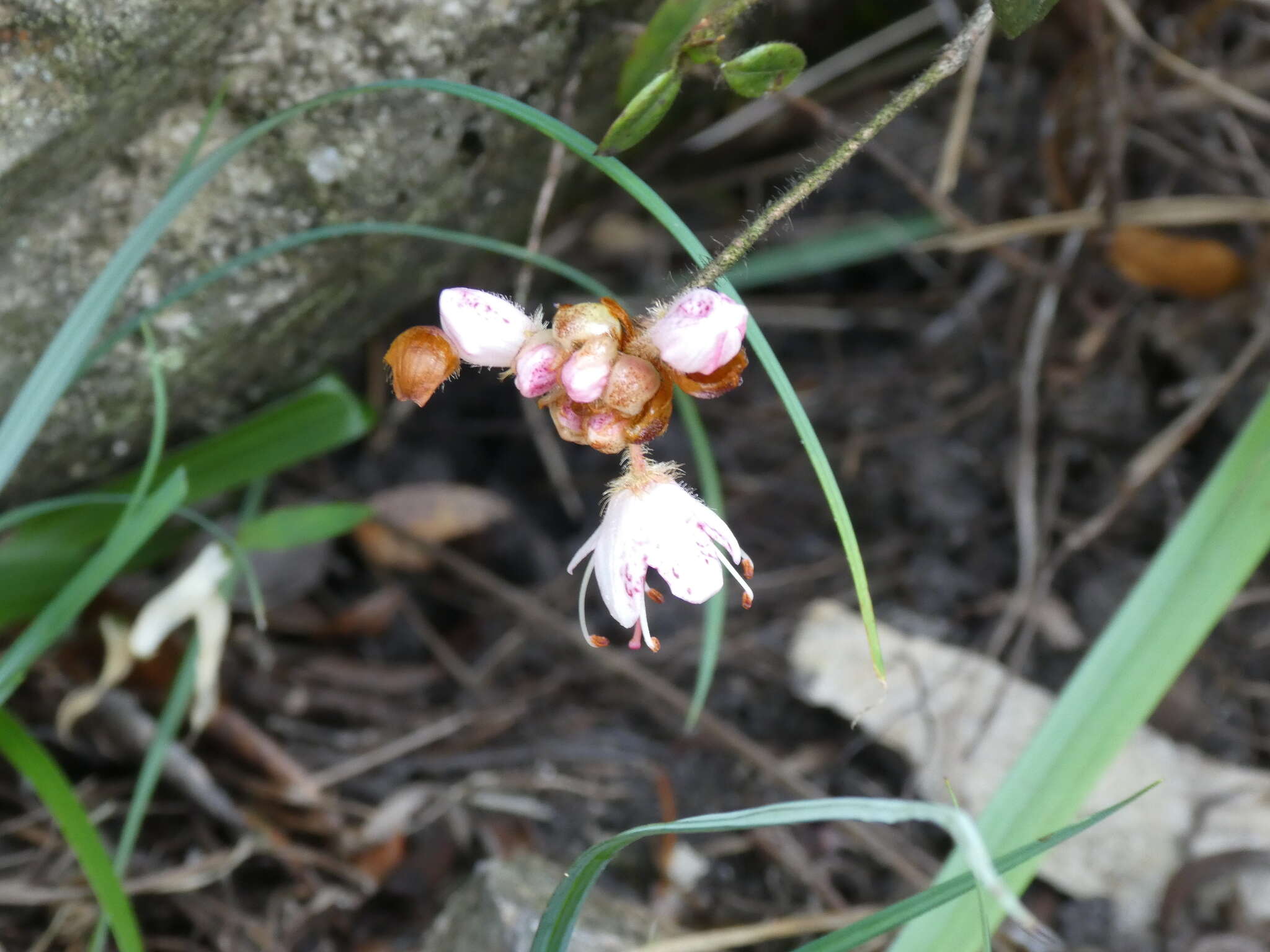 Image of Rhododendron rhuyuenense Chun ex Tam