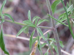 Monarda citriodora var. citriodora resmi