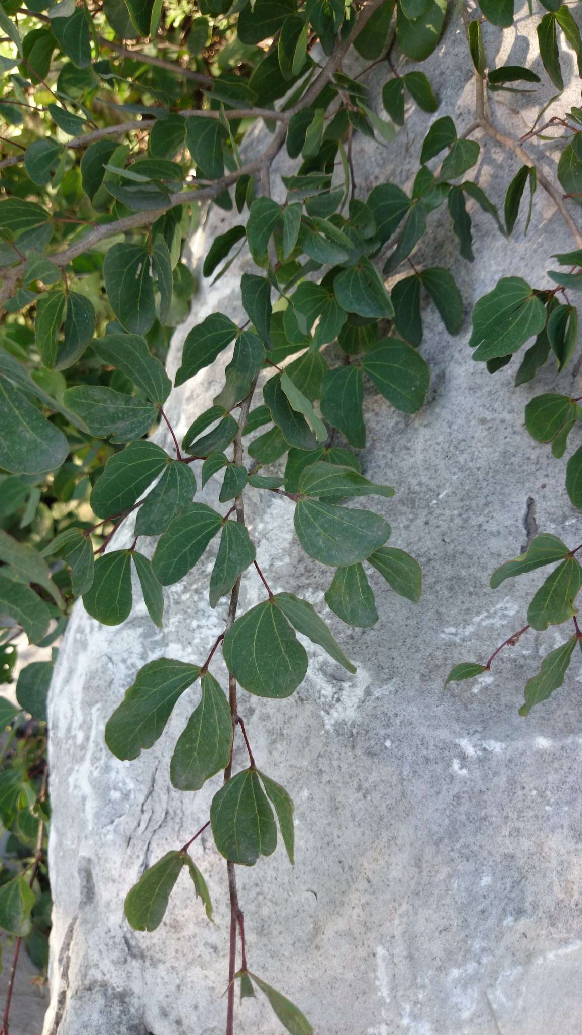 Plancia ëd Bauhinia macranthera Hemsl.