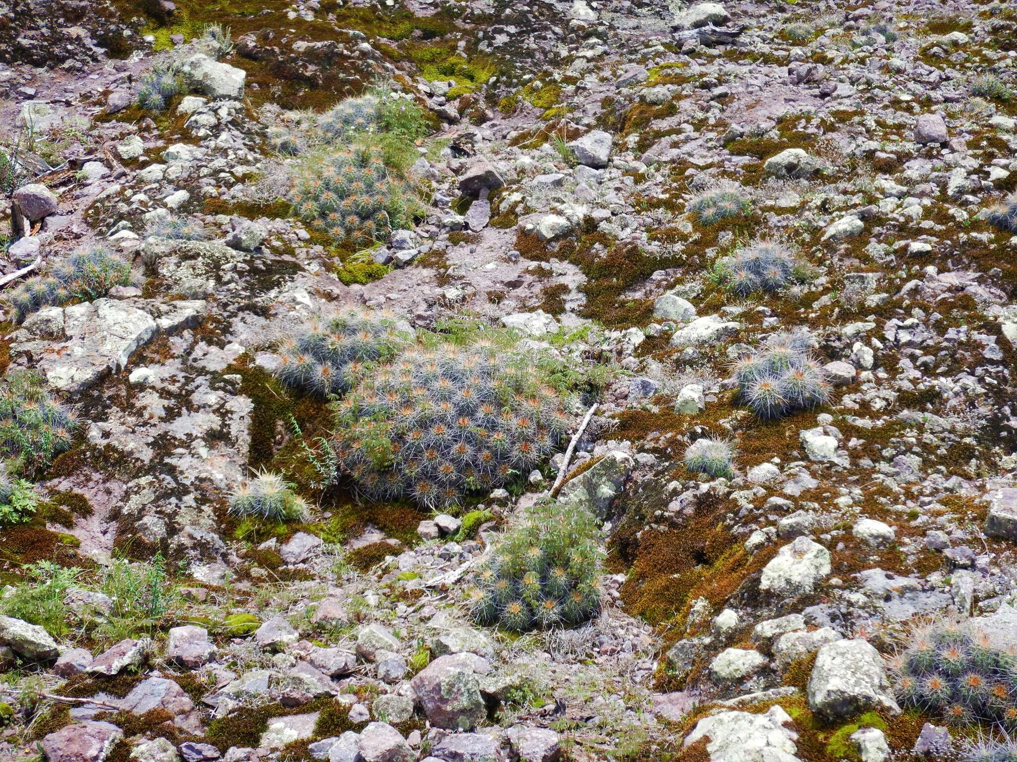 Image de Echinocereus polyacanthus Engelm.