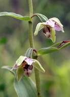 Imagem de Epipactis helleborine subsp. orbicularis (K. Richt.) E. Klein