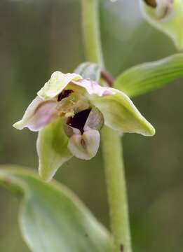 Image of Epipactis helleborine subsp. orbicularis (K. Richt.) E. Klein