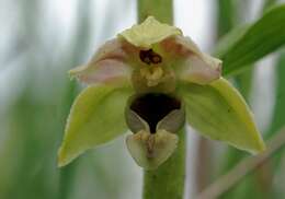 Epipactis helleborine subsp. orbicularis (K. Richt.) E. Klein resmi