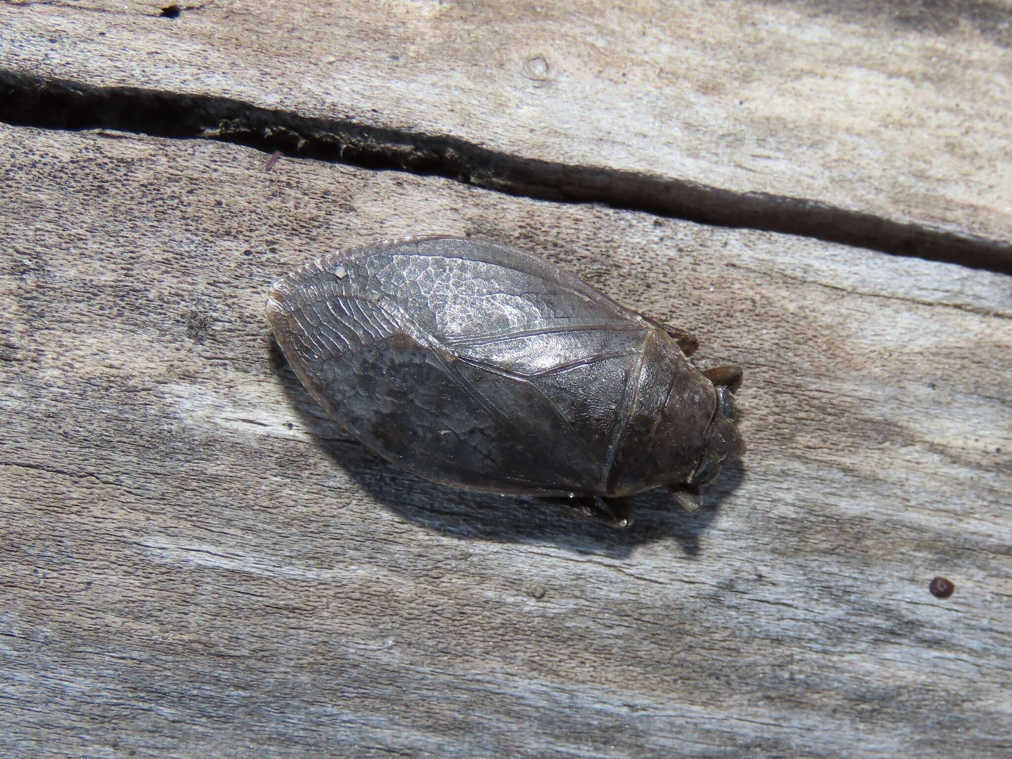 Image of Belostoma flumineum Say 1832