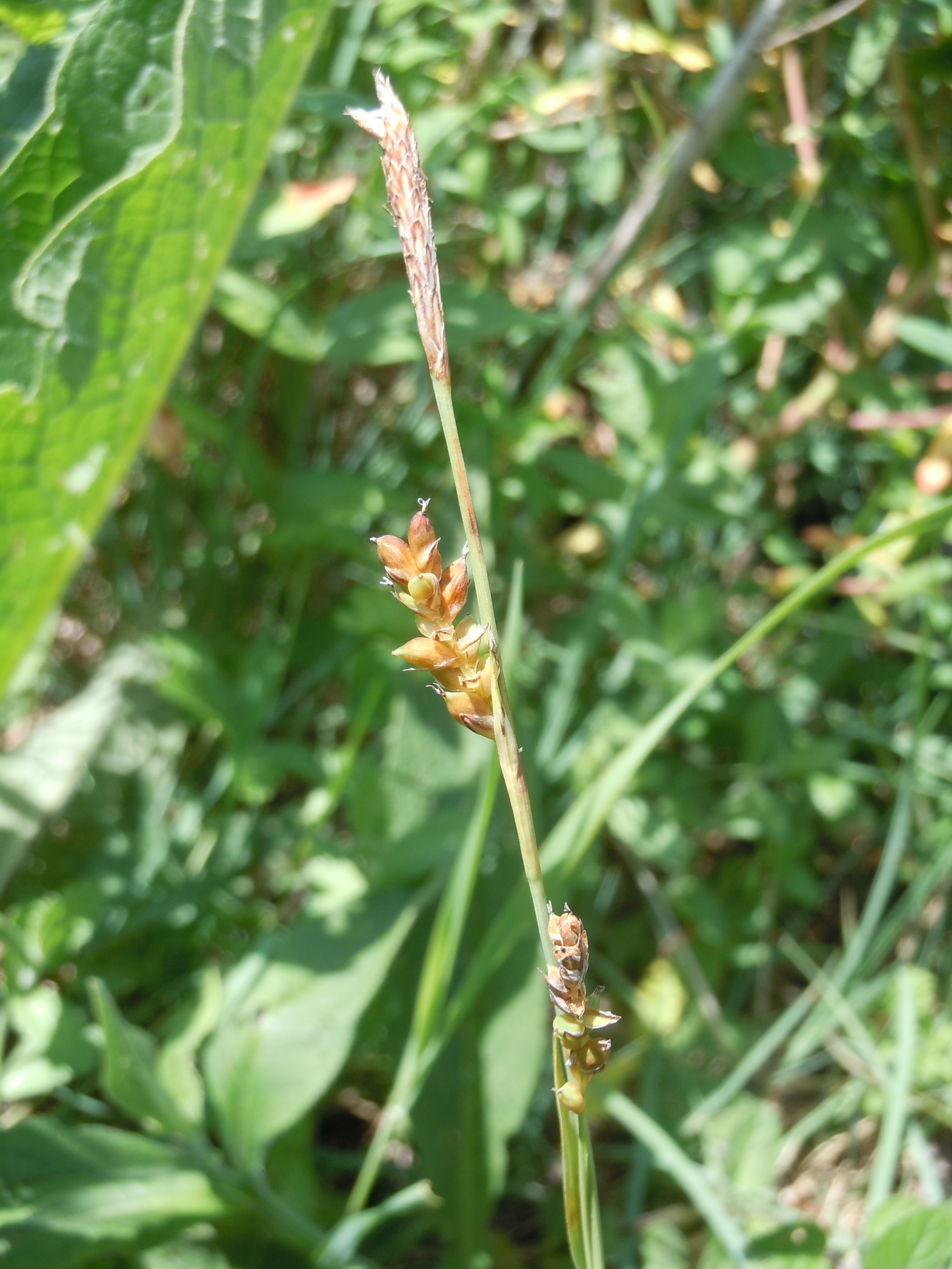 Carex panicea (rights holder: )
