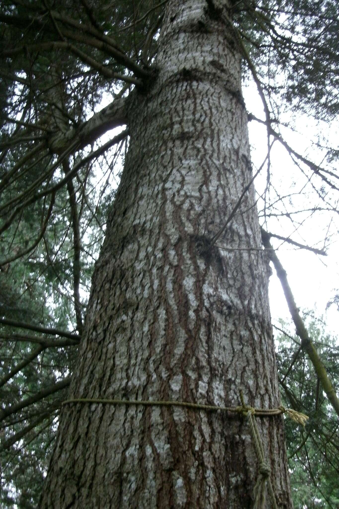 Image of Douglas-fir