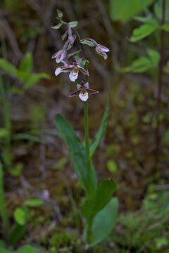 Imagem de Epipactis palustris (L.) Crantz