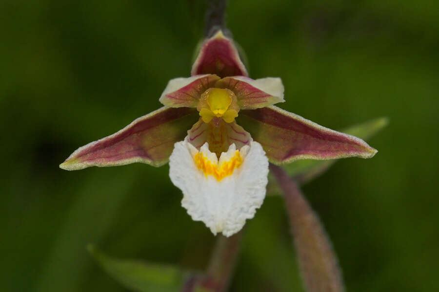 Imagem de Epipactis palustris (L.) Crantz