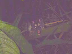 Image of Philander opossum melanurus (Thomas 1899)