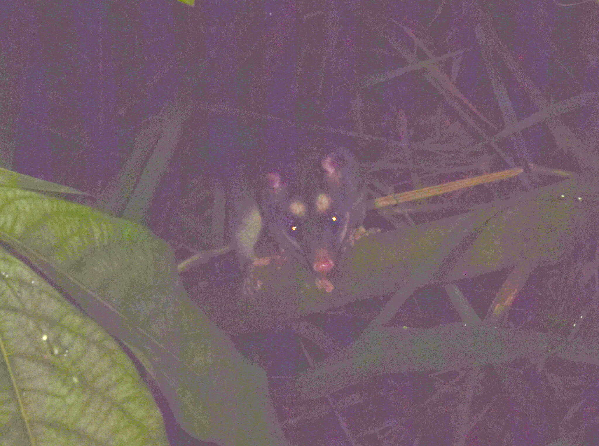 Imagem de Philander opossum melanurus (Thomas 1899)