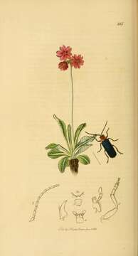 Plancia ëd Primula farinosa L.