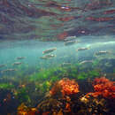 Image of Western Australian salmon