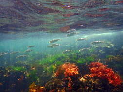 Image of Western Australian salmon