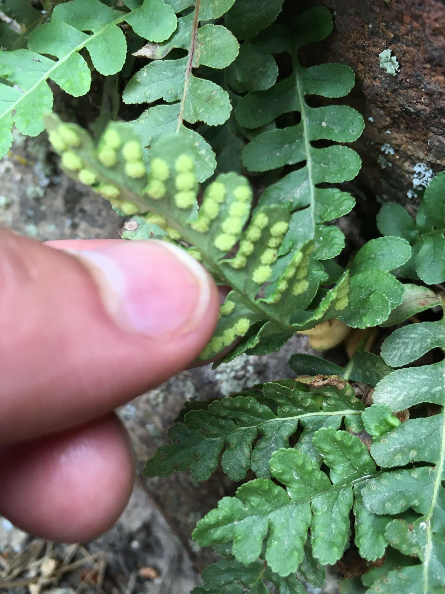 Polypodium saximontanum Windham的圖片