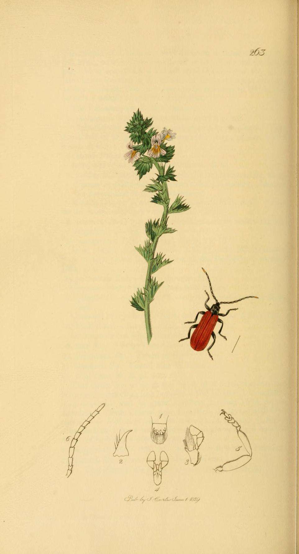 Imagem de Euphrasia officinalis subsp. officinalis