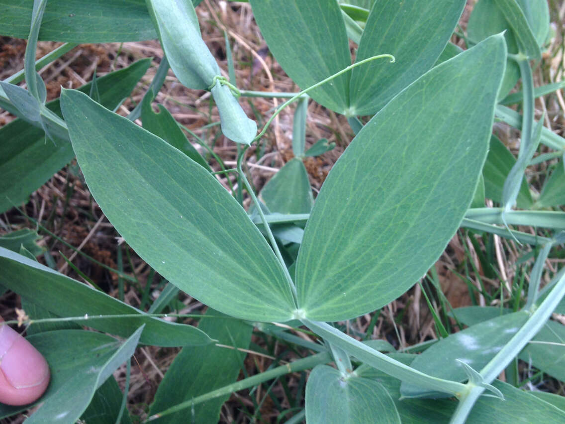 Image of Everlasting pea