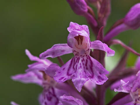 Image of Common spotted orchid