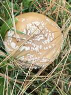 Image of Amanita crenulata Peck 1900