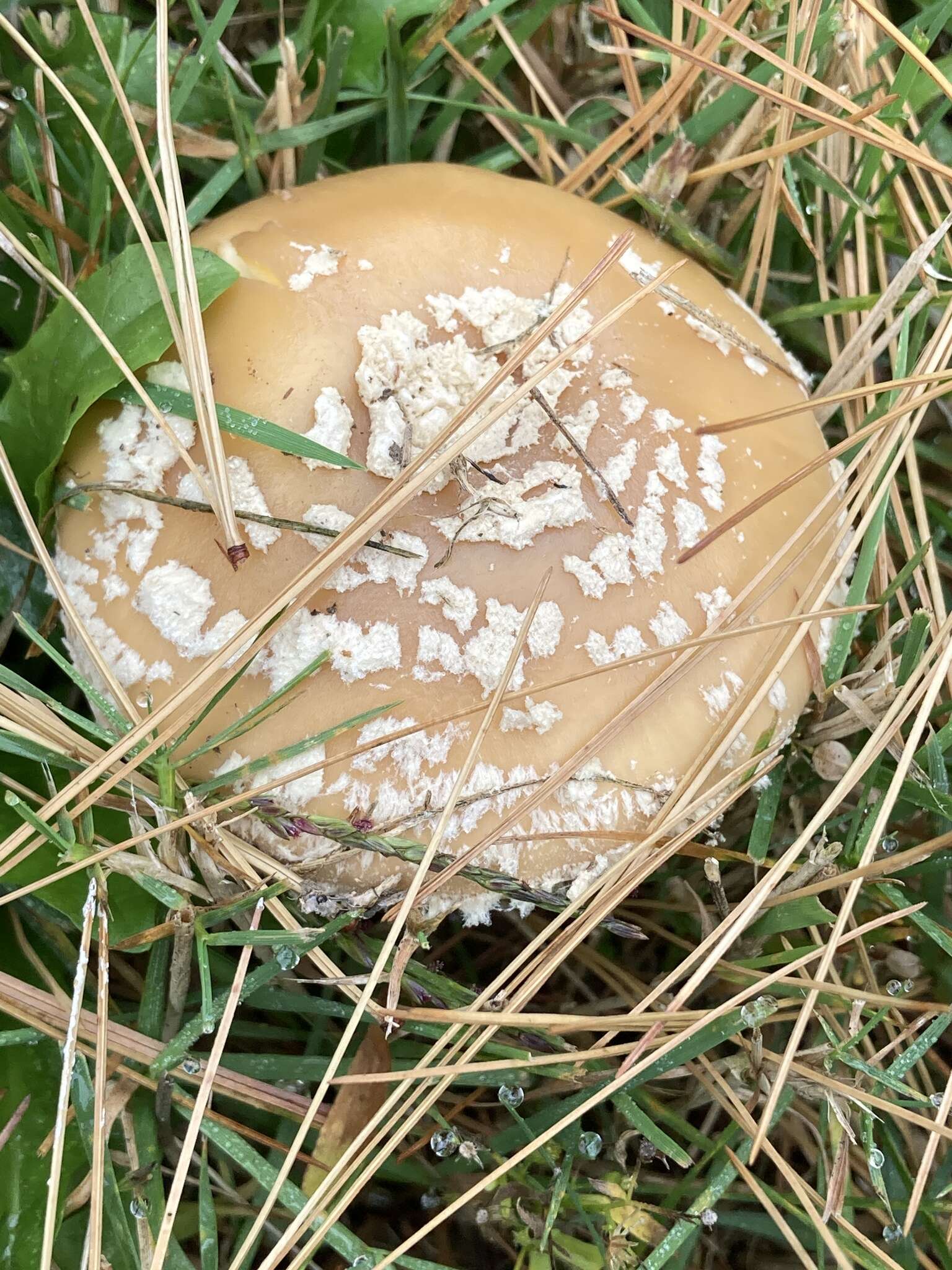 Image of Amanita crenulata Peck 1900