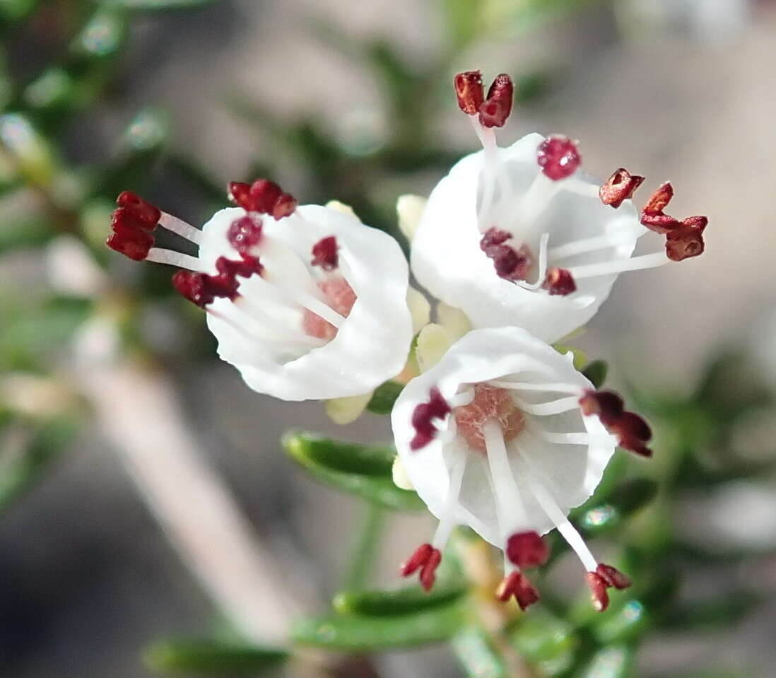 Image of Erica simulans Dulfer