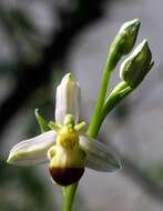 Image of Bee orchid