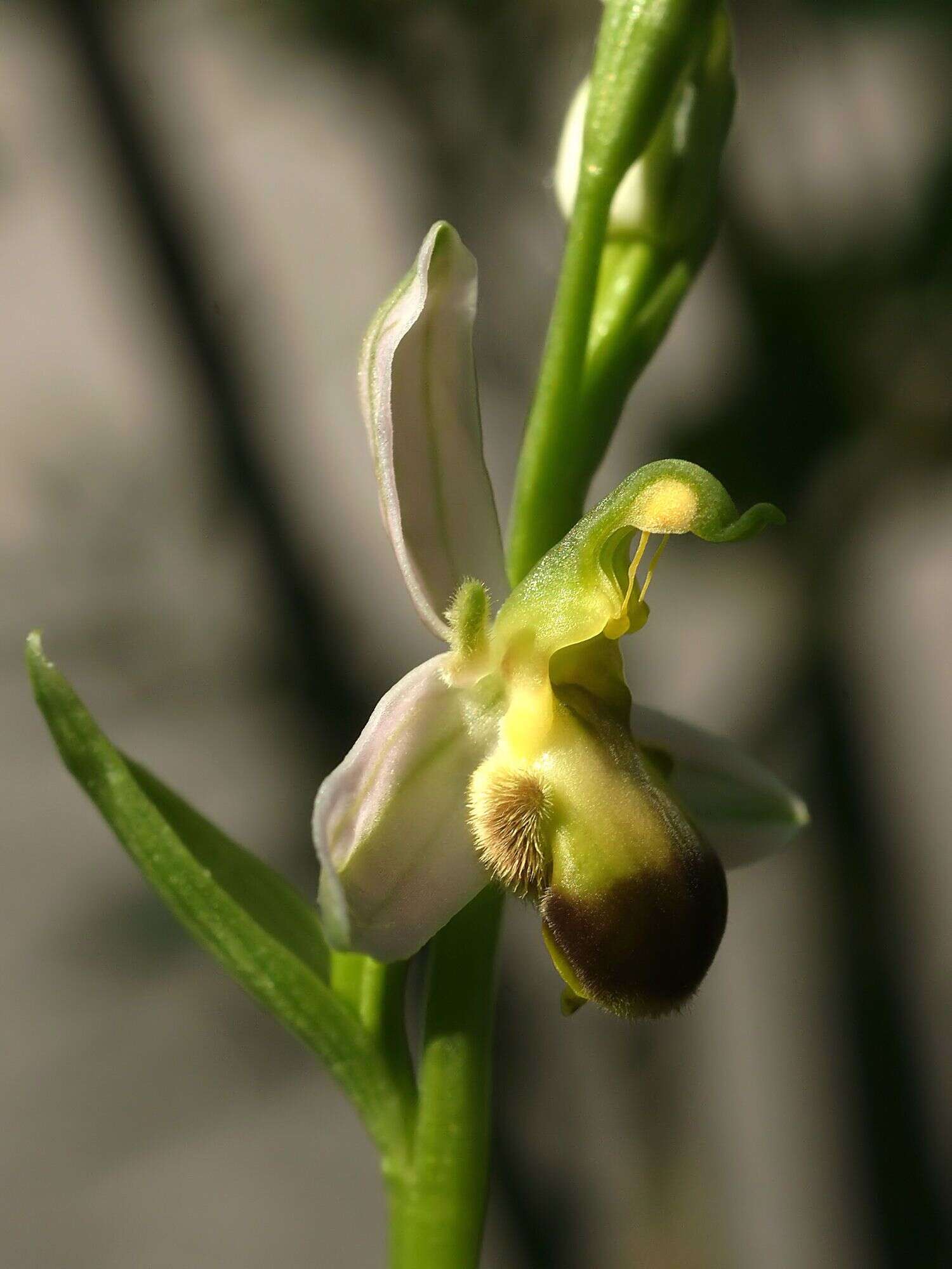 Image of Bee orchid