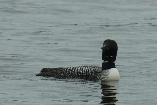 Image of loons