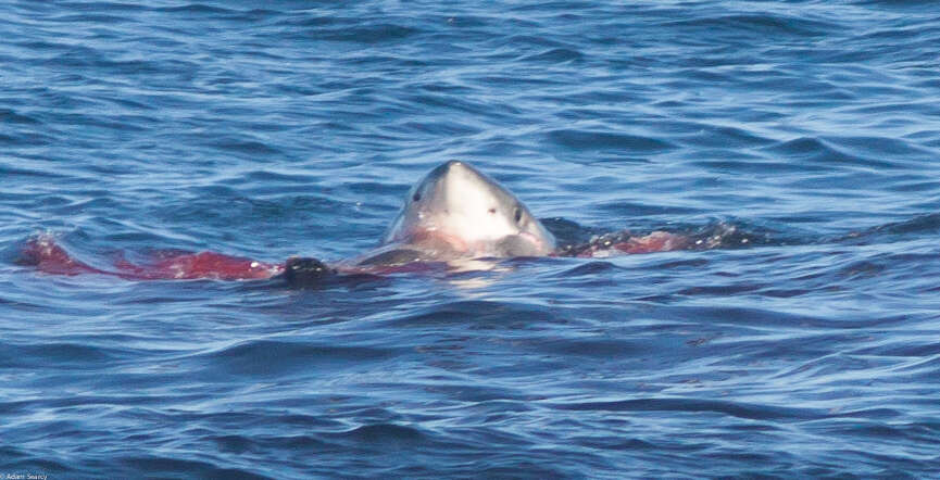 Carcharodon resmi