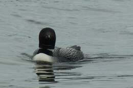 Image of loons