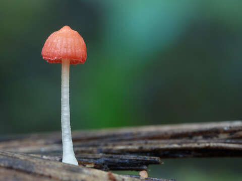 Image of Atheniella adonis (Bull.) Redhead, Moncalvo, Vilgalys, Desjardin & B. A. Perry 2012