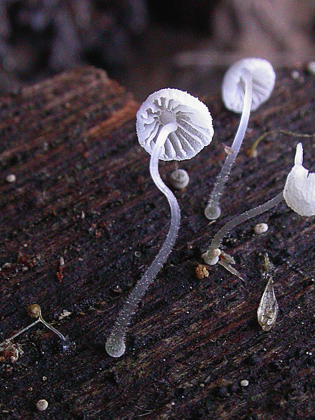 Image of Mycena tenerrima (Berk.) Quél. 1872