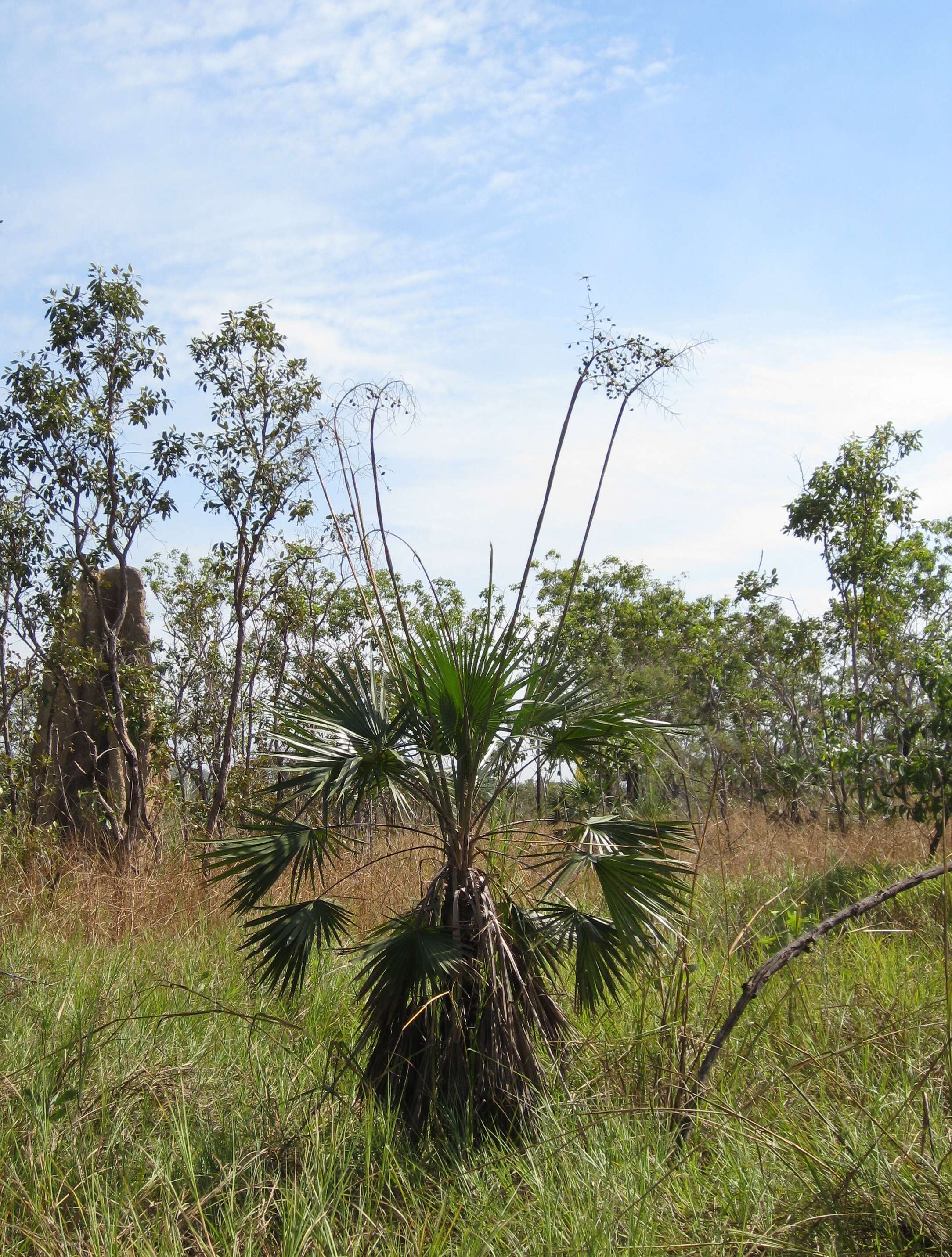 Image de Livistona humilis R. Br.