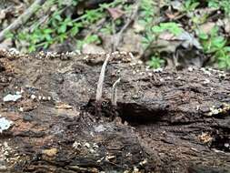 Image of Ophiocordyceps smithii (Mains) G. H. Sung, J. M. Sung, Hywel-Jones & Spatafora 2007