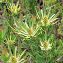 Plancia ëd Leucadendron spissifolium subsp. phillipsii (Hutch.) I. Williams