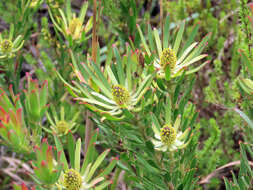 Image of Leucadendron spissifolium subsp. phillipsii (Hutch.) I. Williams