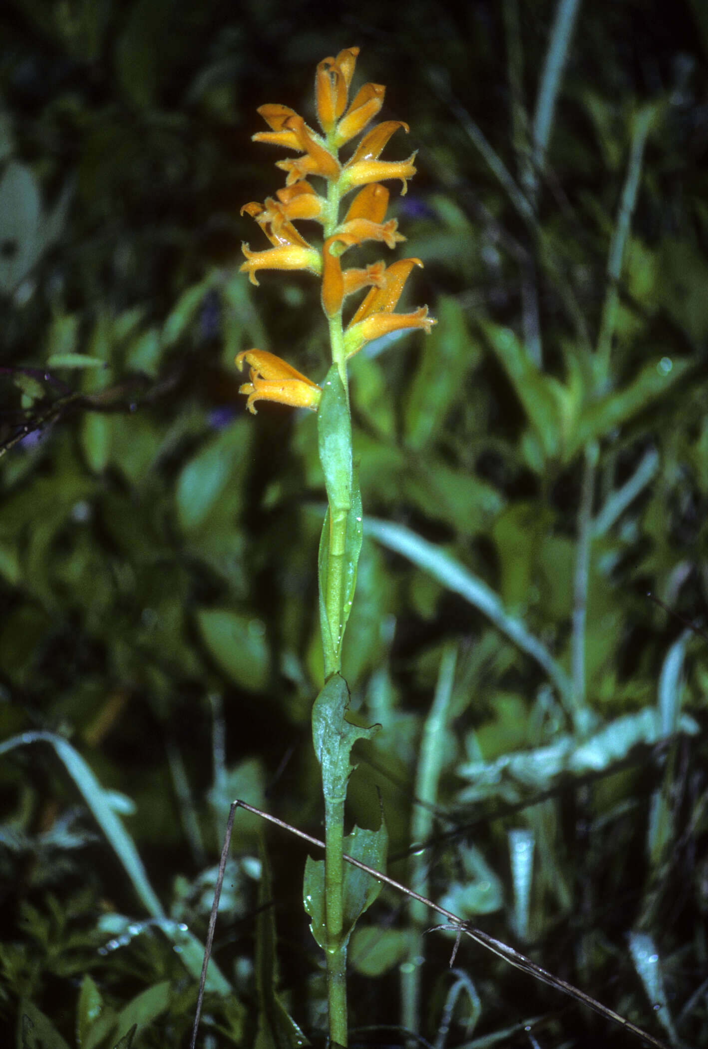 Image of lady's tresses