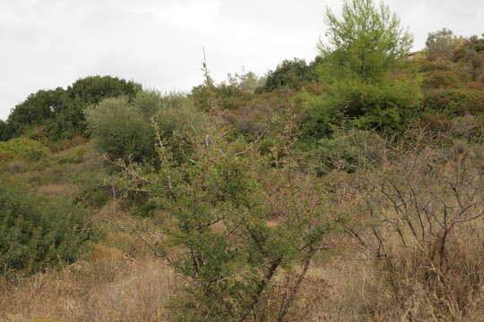 Image of Pyrus spinosa Forsk.