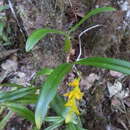 Image of Bulbophyllum auriflorum H. Perrier