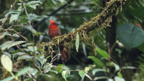 Image of Crested Ant Tanager