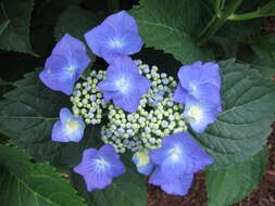 Image of Bigleaf Hydrangea